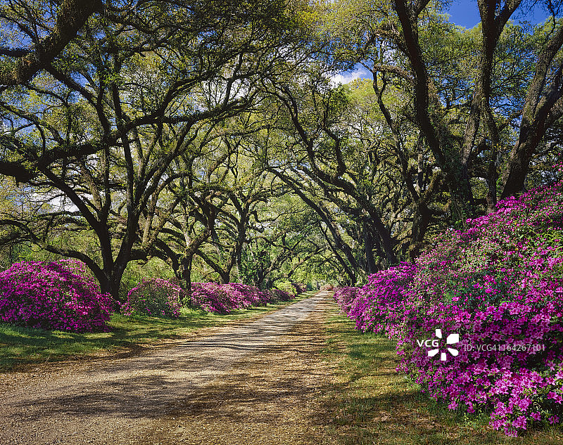 路易斯安那州，道路两旁排列着杜鹃花和栎树图片素材