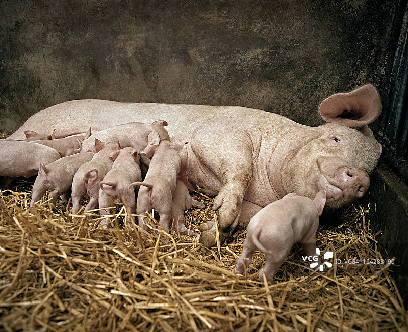 母猪和小猪图片素材