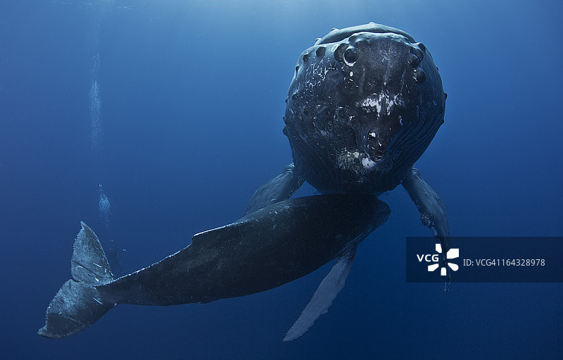 鲸鱼之爱图片素材