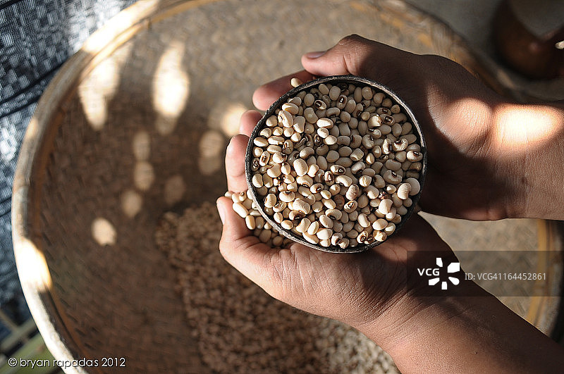 白芸豆图片素材