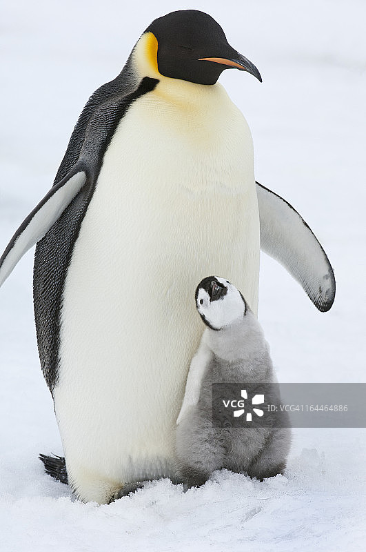依偎着小企鹅宝宝的成年帝企鹅图片素材