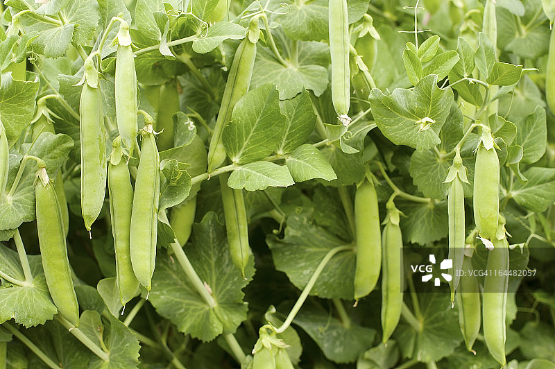 豌豆图片素材