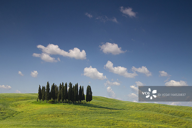 托斯卡纳柏树林图片素材