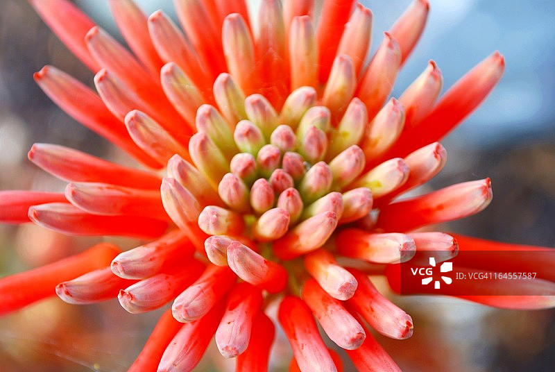 芦荟花图片素材