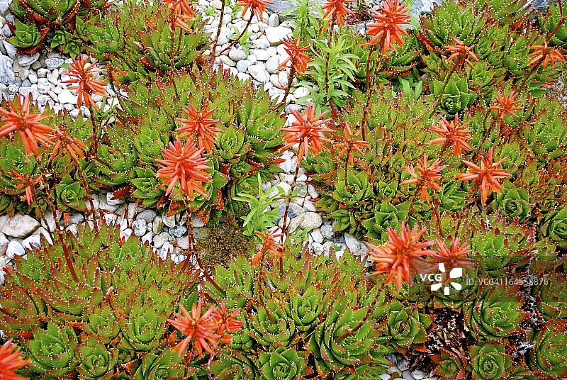 开花的芦荟虎尾兰仙人掌图片素材