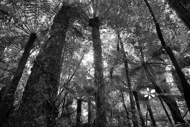 新西兰蓬加树冠图片素材