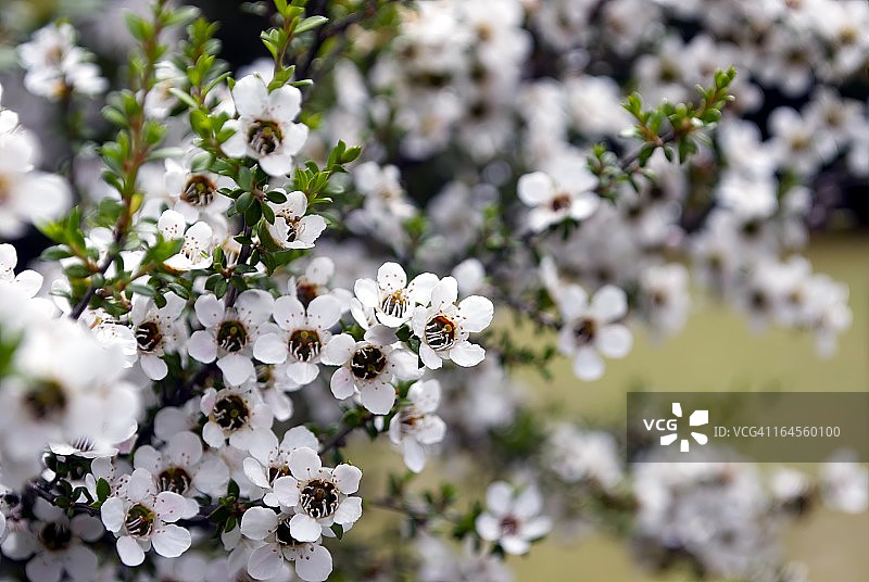 麦柄茶图片素材