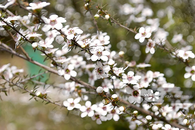 麦柄茶图片素材