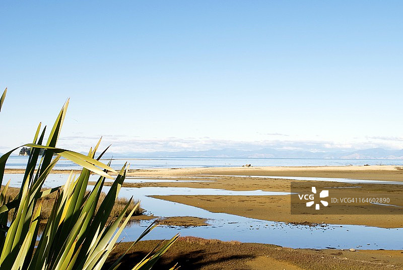 新西兰亚麻与远处的海洋景观图片素材