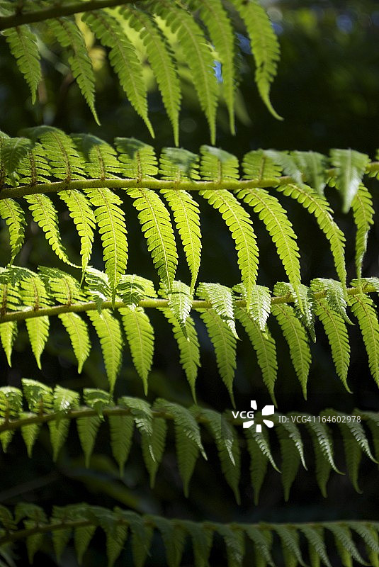 新西兰桫椤蕨图片素材