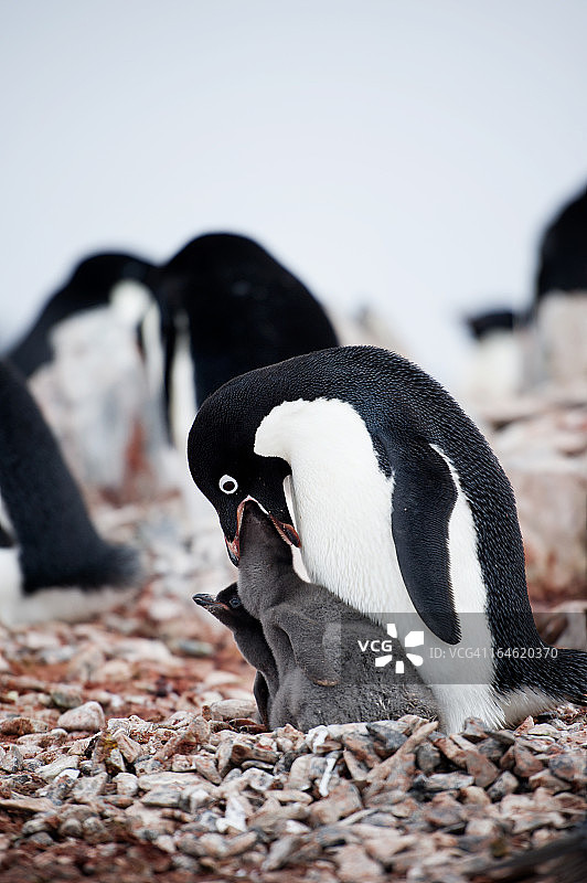 阿德利企鹅幼崽进食图片素材