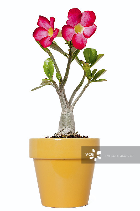 盛开的瓶子树图片素材