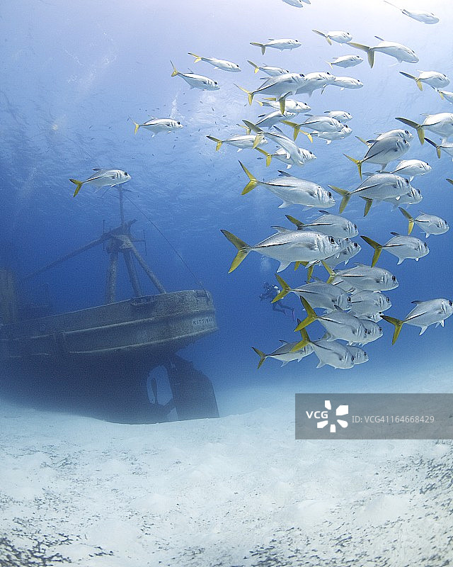 鱼群@ Kittiwake图片素材