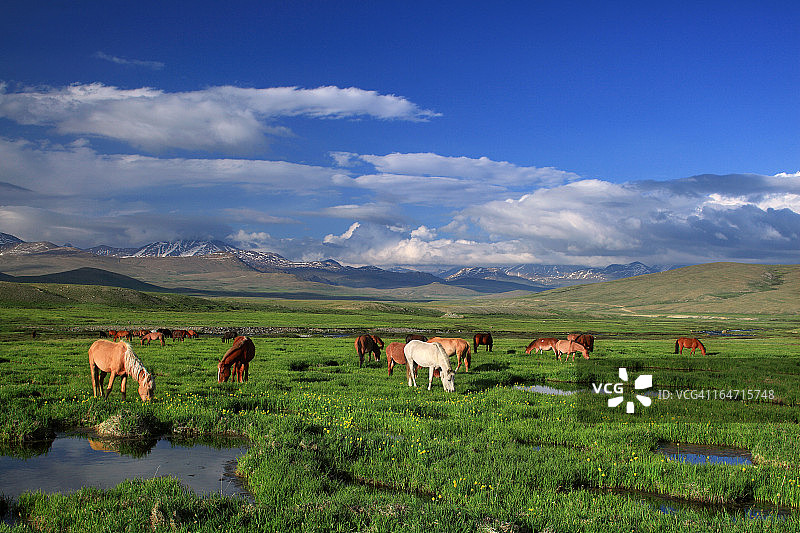 迪奥赛国家公园图片素材