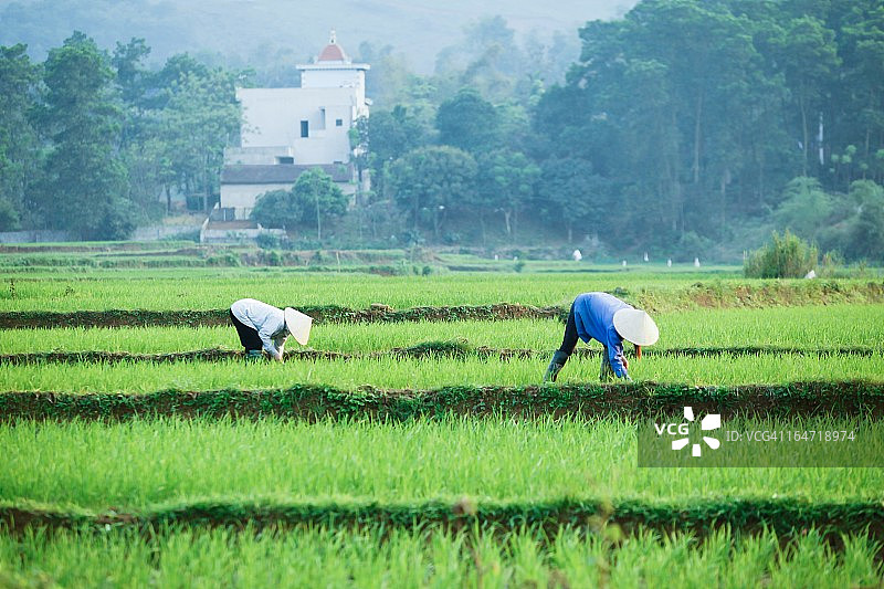 在稻田中劳作的农民 - 越南北部图片素材
