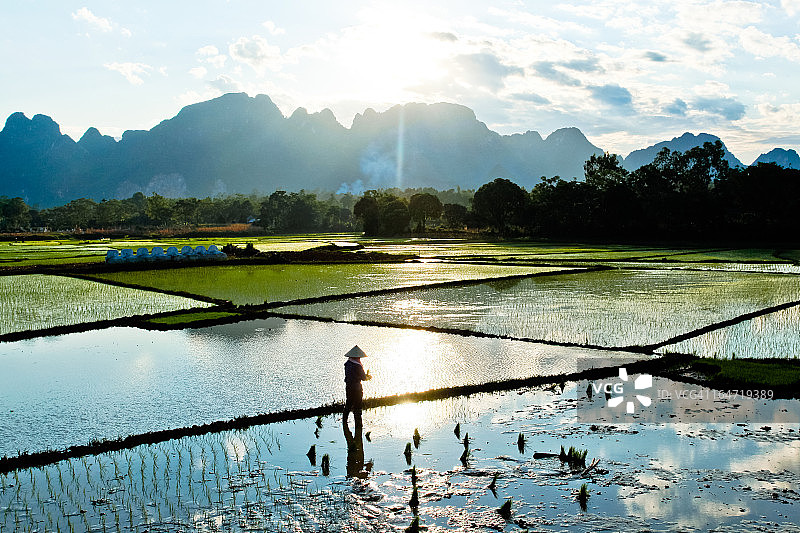 在越南北部水稻田中工作的人们图片素材