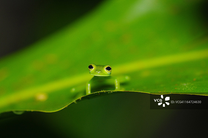翠绿色玻璃蛙图片素材