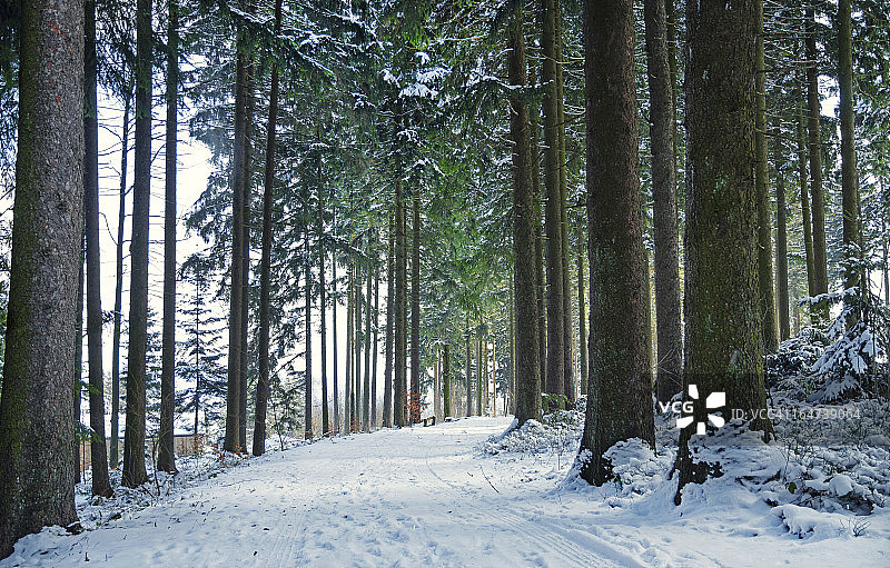 冬季雪景森林图片素材