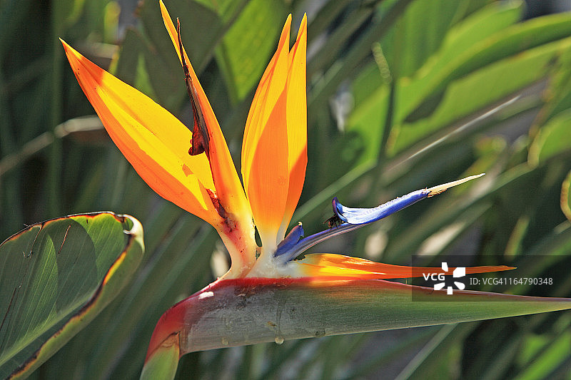 天堂鸟图片素材