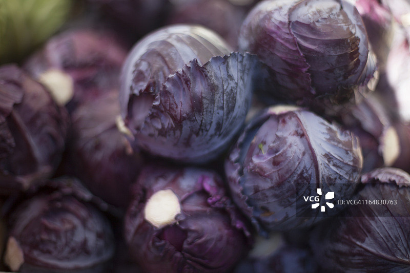紫色的卷心菜图片素材