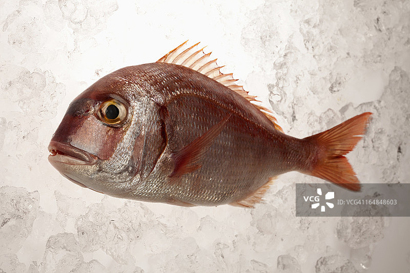 红鲷鱼图片素材