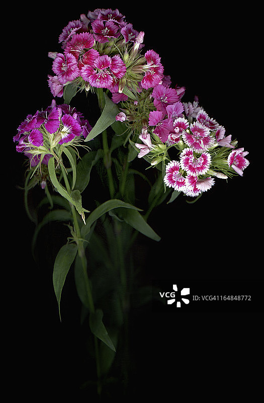 香石竹花图片素材