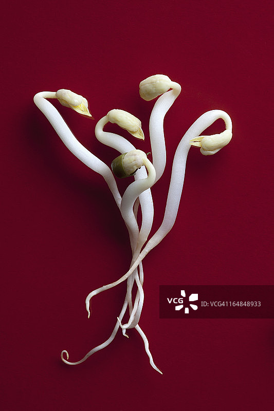 五个豆芽缠绕在一起图片素材