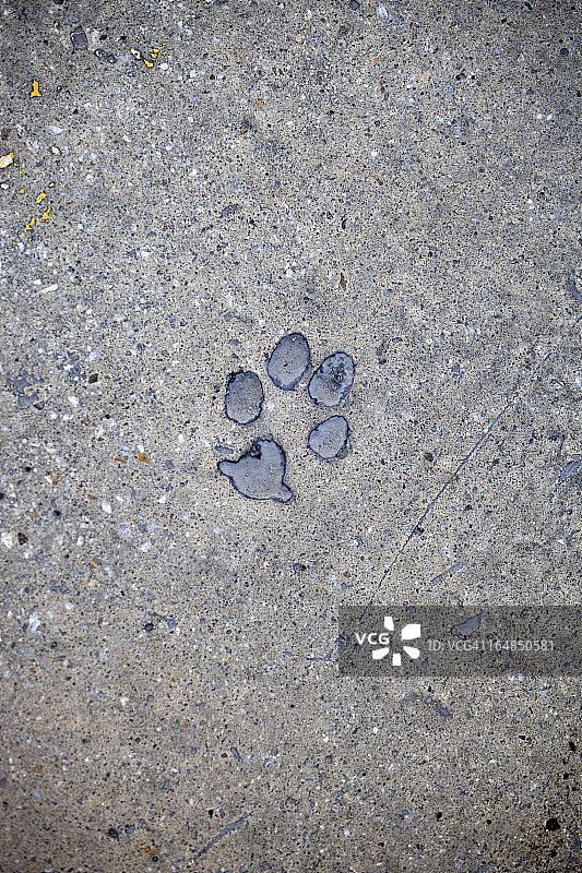混凝土上的猫爪印图片素材