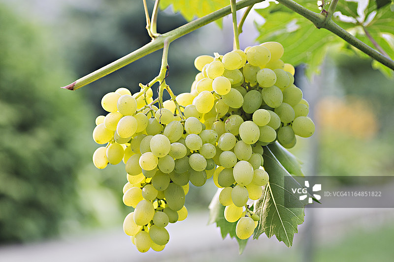 从葡萄藤上垂下来的成串的成熟白葡萄图片素材