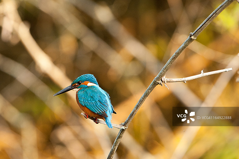 蓝色小翠鸟图片素材