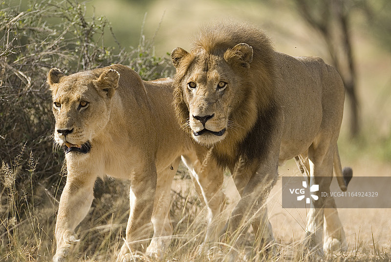 野生狮子交配图片素材