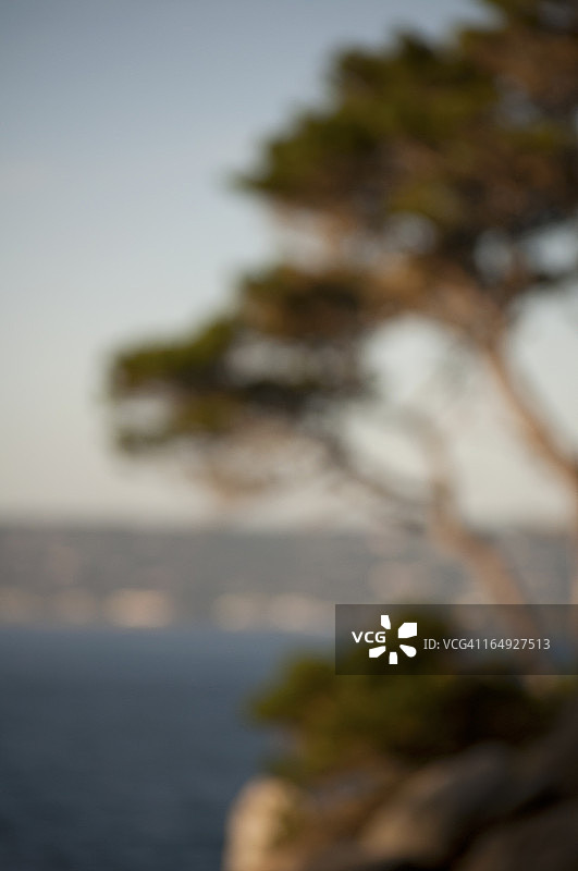 蒙特雷柏树俯瞰海洋图片素材