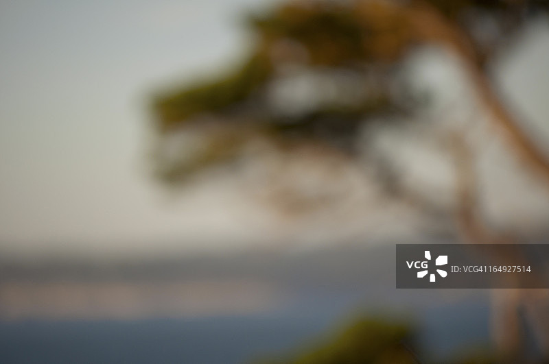 蒙特雷柏树海洋景观图片素材