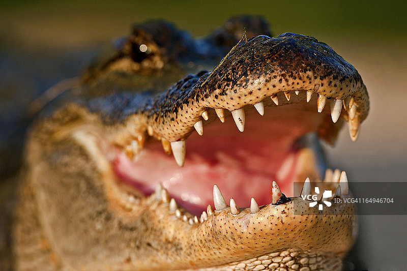 共进晚餐邀请图片素材