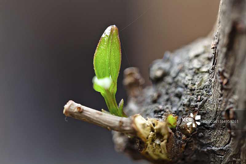 新生叶片图片素材