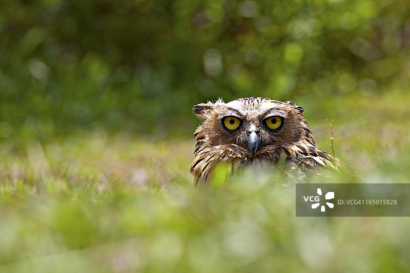 马来渔鸮图片素材