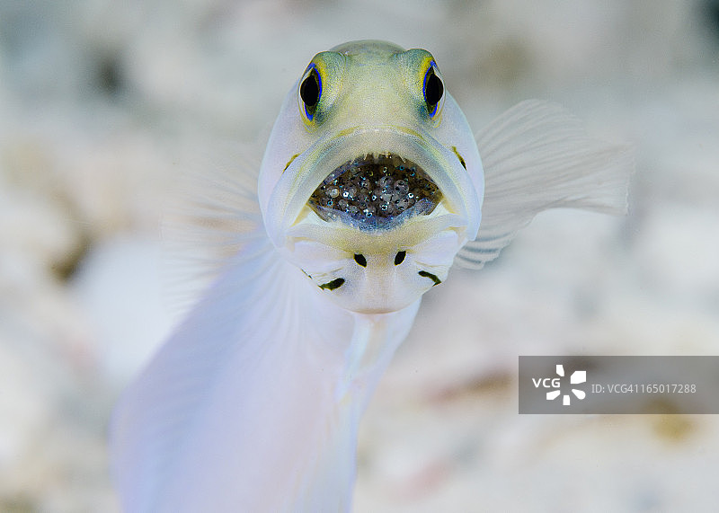 小开曼天竺鲷图片素材