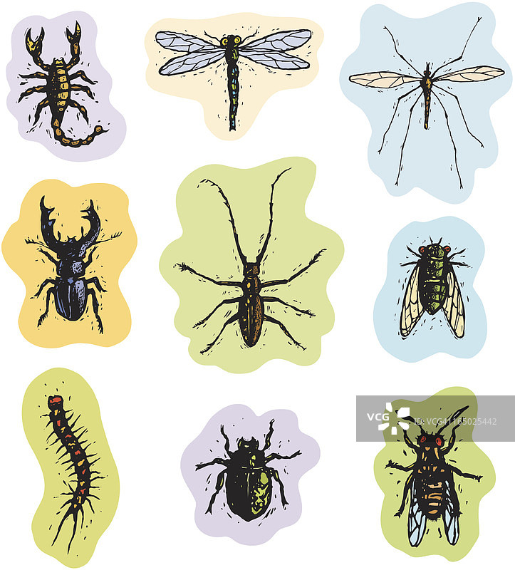 昆虫和蛛形纲动物2图片素材