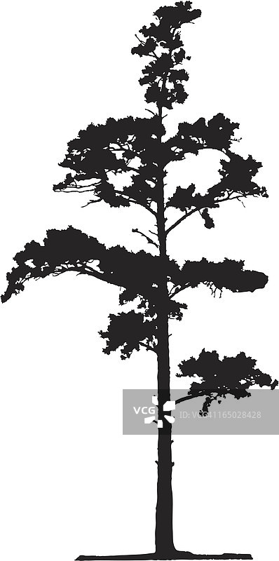 针叶树矢量图图片素材