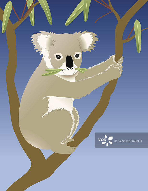 树上吃桉树叶的考拉图片素材