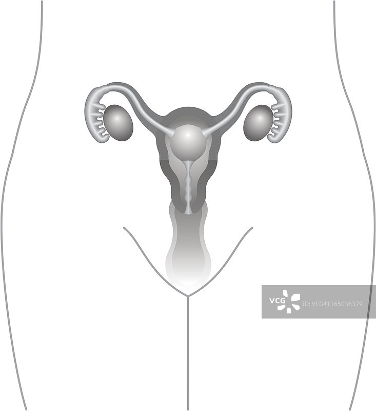 子宫、卵巢图图片素材