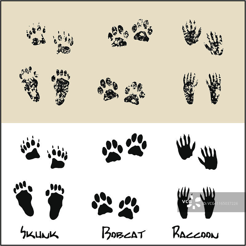 臭鼬、猞猁、浣熊图片素材