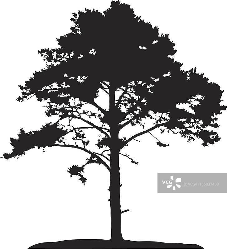 针叶树矢量图图片素材