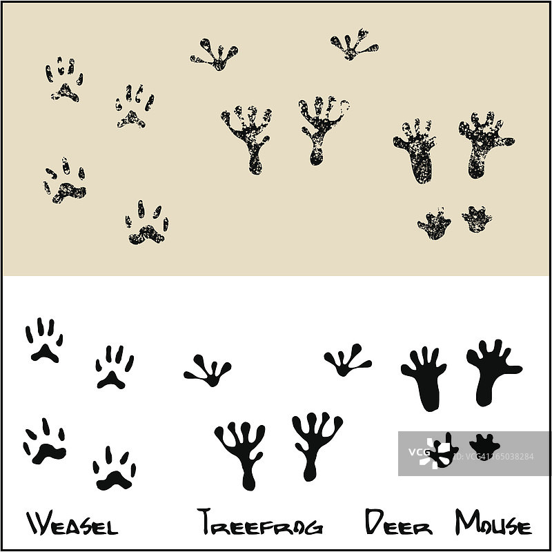 伶鼬 - 树蛙 - 鹿鼠图片素材