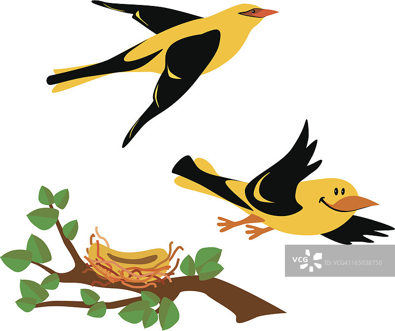金黄鹂图片素材
