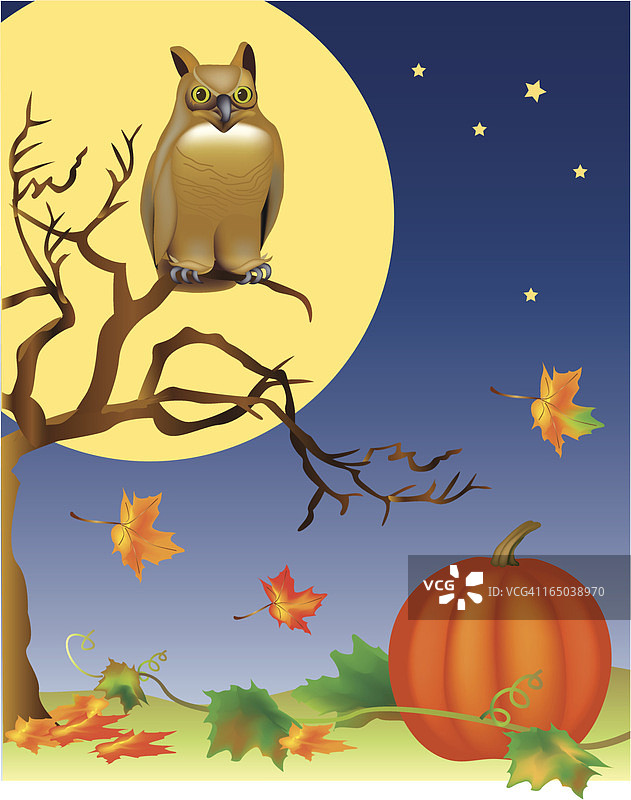 秋季猫头鹰图片素材
