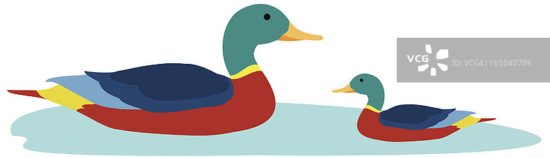 鸭子家庭图片素材