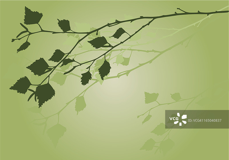 春天的银桦树图片素材