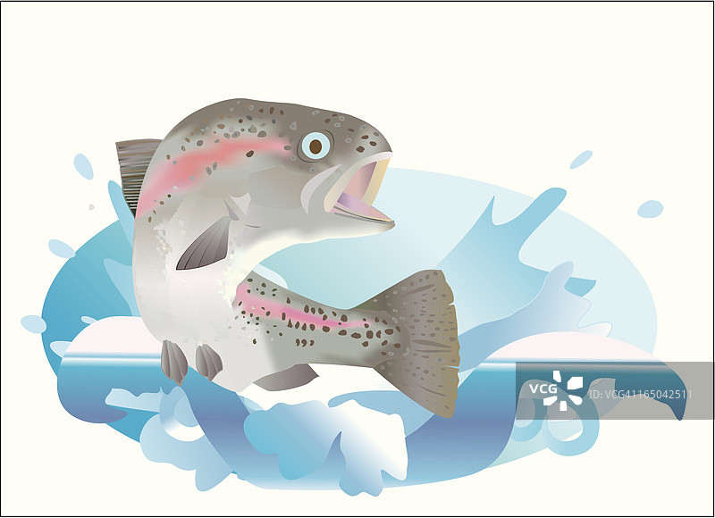 跃起的鳟鱼图片素材