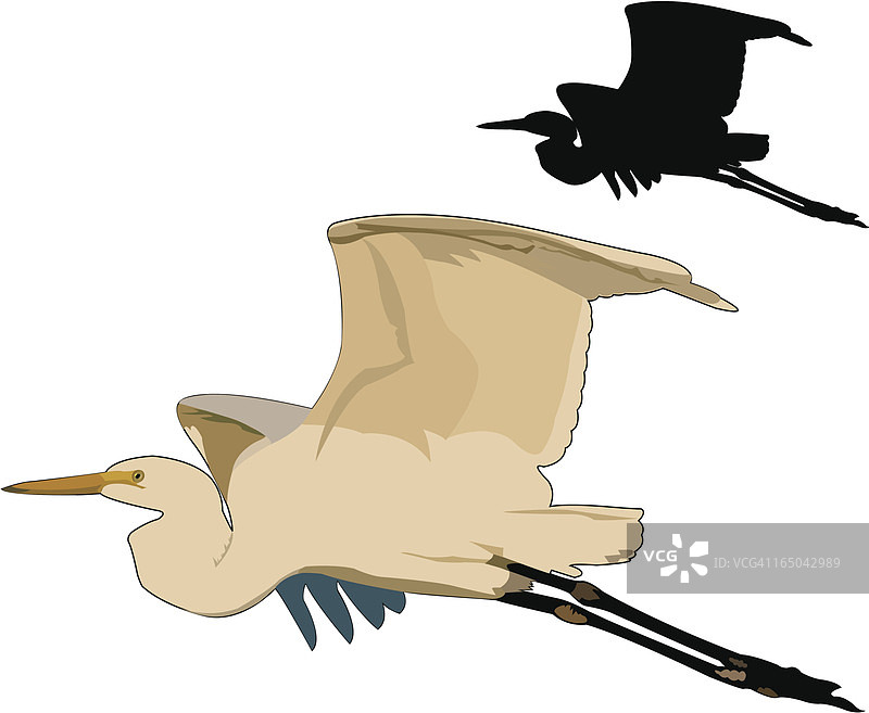 日落时分飞翔的大白鹭图片素材